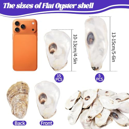 Natural Flat Oyster Shells 4-6 Inches for Crafts and Decor - Set of 20