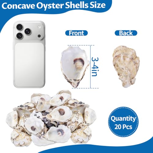10PCS Natural Concave Oyster Shells for Crafts, Decor & DIY Projects - 3-4 Inch