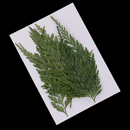 12pc Dried Fern Leaves for Crafts and Home Decor - Pressed Flowers