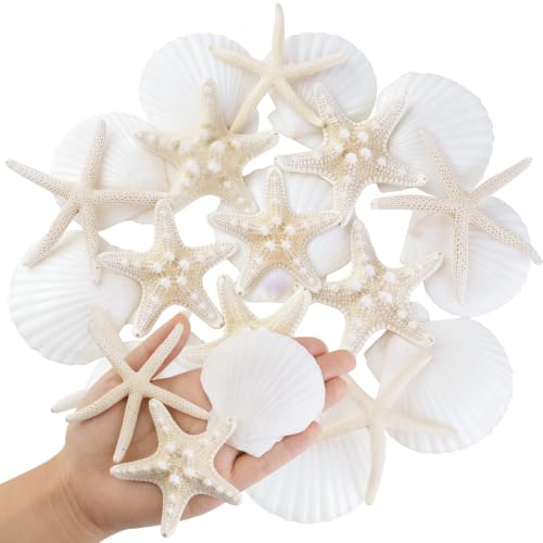 Natural Seashells for Crafts - 20 Pieces 2-3 Inch Ocean Decor Supplies