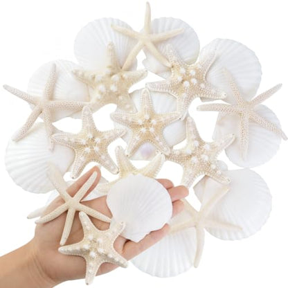 Natural Seashells for Crafts - 20 Pieces 2-3 Inch Ocean Decor Supplies