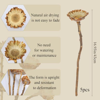 5Pcs Natural Dried Flowers for Vase Decor Rustic Fall Arrangement Sunflowers