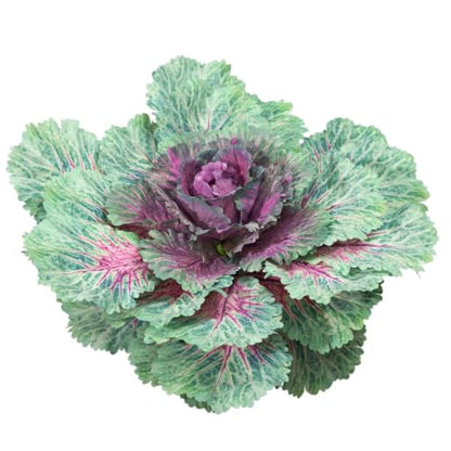 Large Purple Faux Cabbage - 16.5-Inch UV-Resistant Outdoor Decor