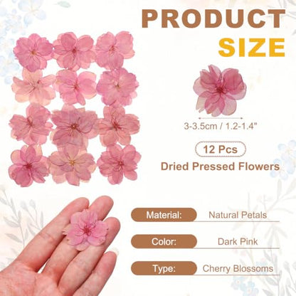 Pressed Dried Flowers for Crafts - Dark Pink Cherry Blossom, 12 Pcs