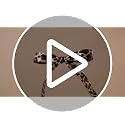 30 Pcs Leopard Cheetah Print Cake Bows Ribbon Party Decor