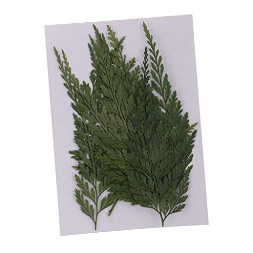 12pc Dried Fern Leaves for Crafts and Home Decor - Pressed Flowers