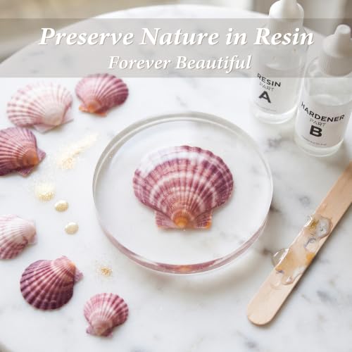 Natural Pink Scallop Shells for Crafts and Home Decor - 30 Pieces, 2-3 Inch