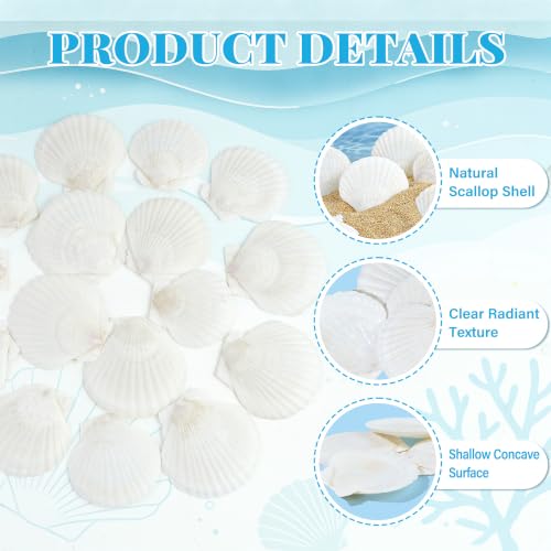 50PCS Natural Seashells for Crafts White Scallop Shells 1.2-2 Inches — Ocean Decor & DIY Projects