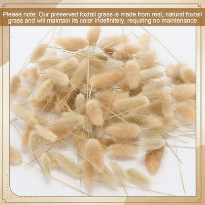 Natural Bunny Tails Dried Flowers Bulk 4 Inch for Boho Decor & Crafts