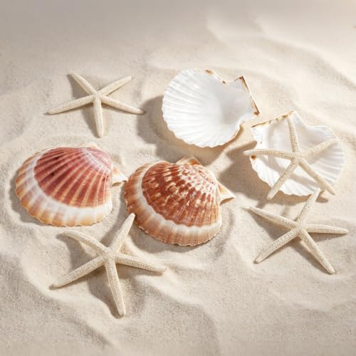 Beach Theme Coastal Decor Set with Shells and Starfish for Crafts and Weddings