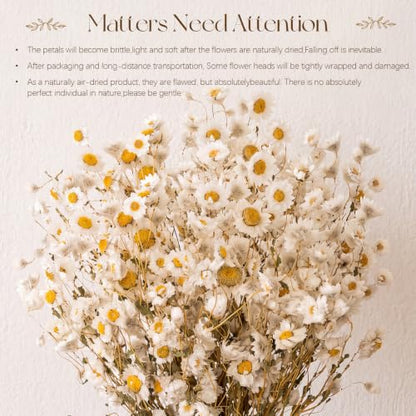 100 Pcs Dried Daisy Flowers Bouquet for Wedding Decor White - Natural & Lush