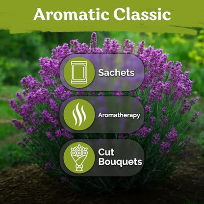 English Lavender Seeds Heirloom 2 Pack - Fragrant Herb for Garden & Aromatherapy