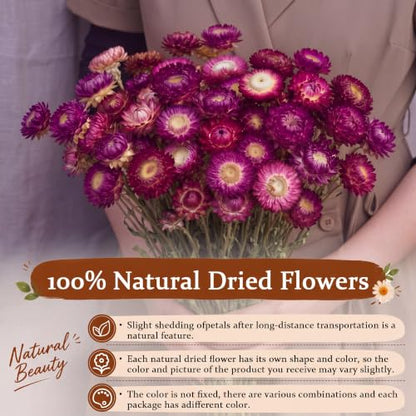 40 Pcs Natural Dried Daisy Flower Bouquet with 11.5 Inch Stem - Dark Red Variation
