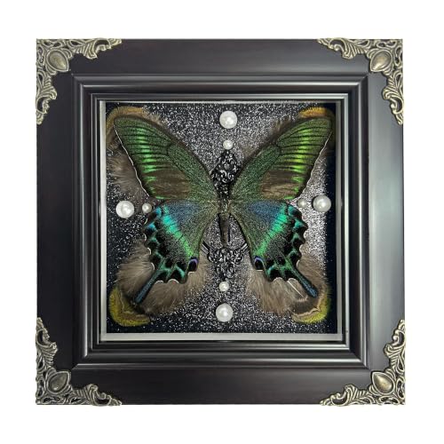 Green Banded Queen Butterfly Handmade Specimen with Natural Feathers Gift Set