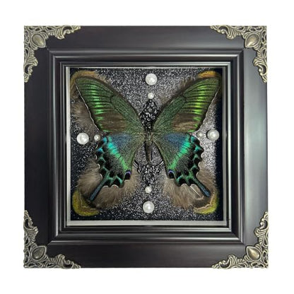 Green Banded Queen Butterfly Handmade Specimen with Natural Feathers Gift Set