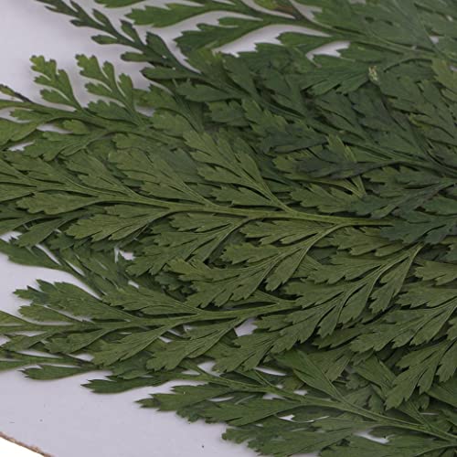 12pc Dried Fern Leaves for Crafts and Home Decor - Pressed Flowers