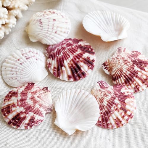 Natural Red Scallop Seashells - 60+ Pieces for Coastal Decor & Crafts