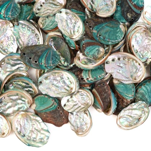 Natural Abalone Shells Set - 60 Small Iridescent Sea Shells for Crafts & Decor