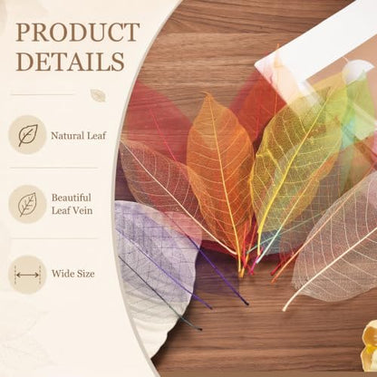 Skeleton Rubber Tree Leaves Set - Black, 200 Pieces, 7.9-9.4 & 5.9-7.1 Inches