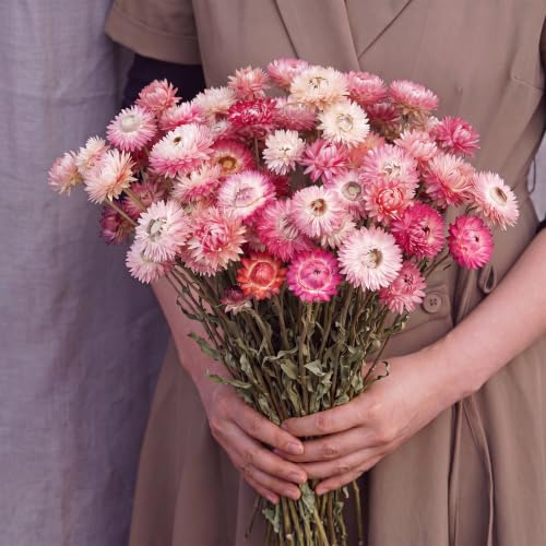 40 Pcs Natural Dried Daisy Flower Bouquet with 11.5" Stems - Pink