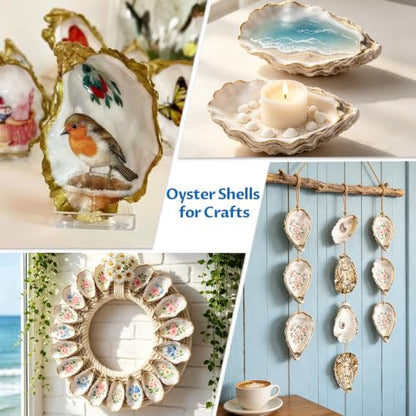 10PCS Large Concave Oyster Shells for Crafts 3-4 Inch Natural Decor