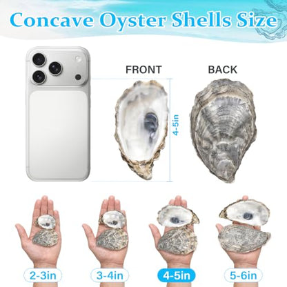 Large Concave Oyster Shells 4-5 Inches for Crafts - 30 Pieces