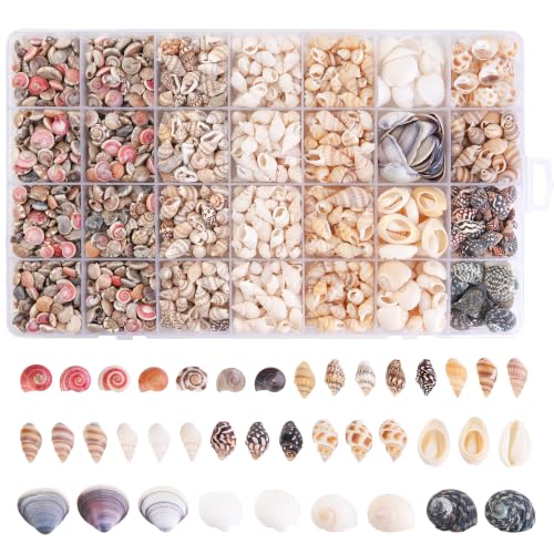 Colorful Small Seashells for Crafts - Natural Mini Ocean Shells, 1300 Pcs