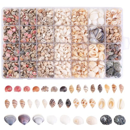Colorful Small Seashells for Crafts - Natural Mini Ocean Shells, 1300 Pcs