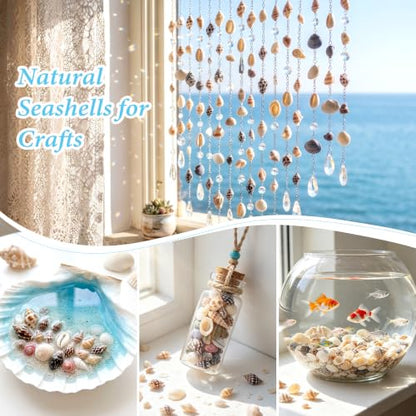 Colorful Small Seashells for Crafts - Natural Mini Ocean Shells, 1300 Pcs