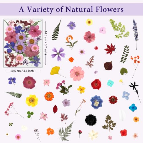 Multi-Color 800 PCS Dried Pressed Flowers for Resin Crafts and DIY Projects
