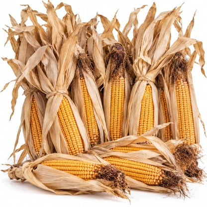 CZ Grain 6 Dried Yellow Corn on the Cob with Husks for Fall Decor – Farmhouse Harvest Display
