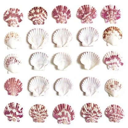 Natural Red Scallop Seashells - 60+ Pieces for Coastal Decor & Crafts
