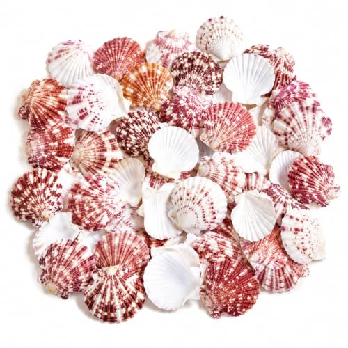 Natural Red Scallop Seashells - 60+ Pieces for Coastal Decor & Crafts