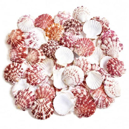 Natural Red Scallop Seashells - 60+ Pieces for Coastal Decor & Crafts