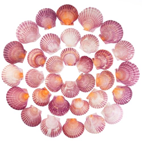 Natural Pink Scallop Shells for Crafts and Home Decor - 30 Pieces, 2-3 Inch