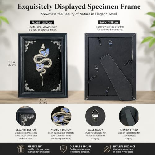 Gothic Handmade Butterfly & Snake Bone Shadow Box - Style B