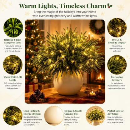 Twinkling Enchanted Evergreen Pine Tree with Lights - 5 Pieces