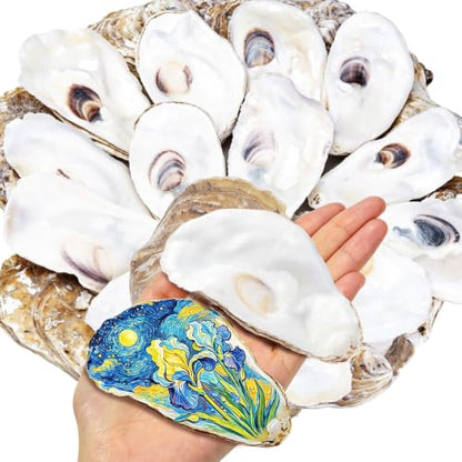 Natural Flat Oyster Shells 4-6 Inches for Crafts and Decor - Set of 20