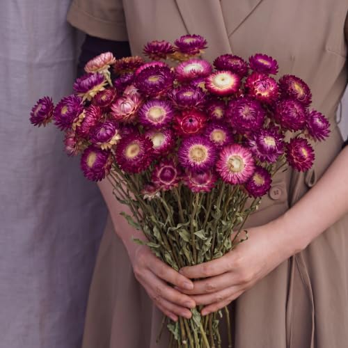 40 Pcs Natural Dried Daisy Flower Bouquet with 11.5 Inch Stem - Dark Red Variation