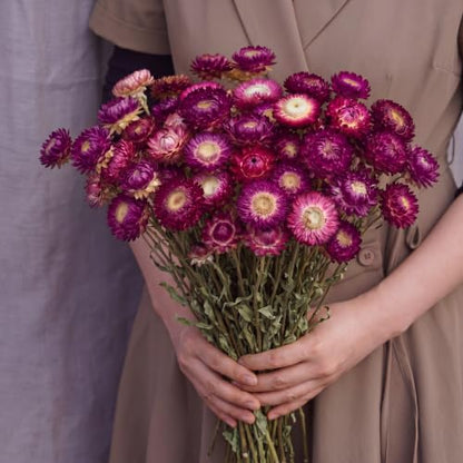 40 Pcs Natural Dried Daisy Flower Bouquet with 11.5 Inch Stem - Dark Red Variation