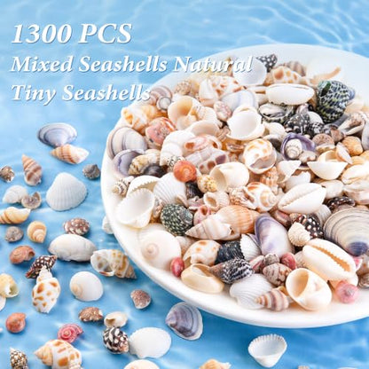 Colorful Small Seashells for Crafts - Natural Mini Ocean Shells, 1300 Pcs