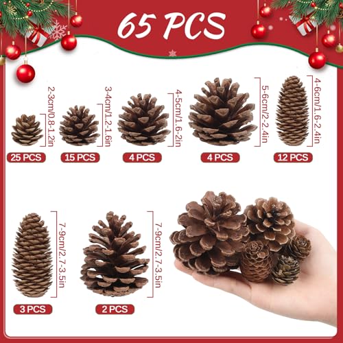 Natural Pine Cone Decorations for Christmas & Autumn - 65 pcs Bulk Set