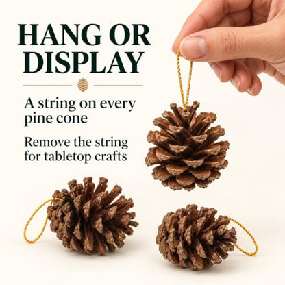 Brown Natural Pine Cones for Crafts and Holiday Decorations - 30Pcs