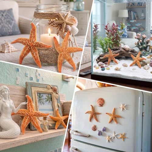 Natural Large Starfish Decor - 6 Pieces 4-5 Inches for Crafts & Beach Themes