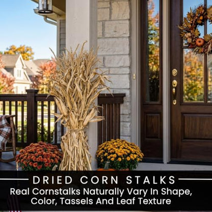 Natural Dried Corn Stalks Bundle - 3 Ft for Fall Decor & Harvest Displays