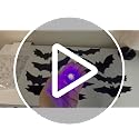 Halloween Wall Decor Kit with 3D Bats Spiders Web Skulls and LED Lights