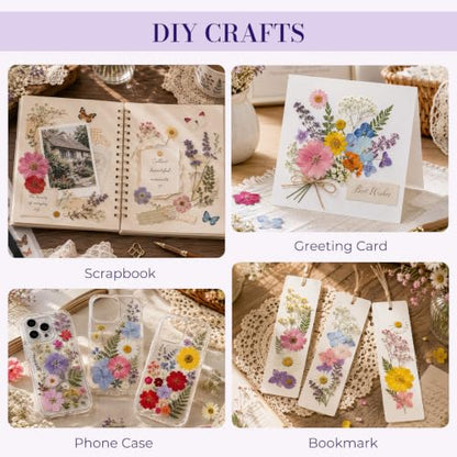 Multi-Color 800 PCS Dried Pressed Flowers for Resin Crafts and DIY Projects