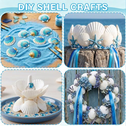 50PCS Natural Seashells for Crafts White Scallop Shells 1.2-2 Inches — Ocean Decor & DIY Projects