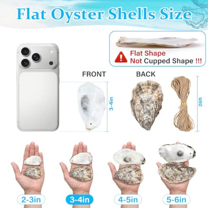 3-4 Inch Flat Oyster Shells for Crafts Seashells Pack of 30