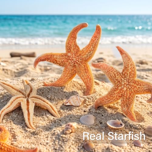 Natural Large Starfish Decor - 6 Pieces 4-5 Inches for Crafts & Beach Themes